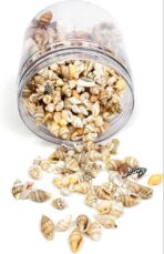 ⁦علبة صدف البحر حلزوني للحرف اليدوية وديكور المنزل واشغال الاطفال بطابع البحر WFHM77⁩ - الصورة ⁦6⁩