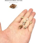 ⁦علبة صدف البحر حلزوني للحرف اليدوية وديكور المنزل واشغال الاطفال بطابع البحر WFHM77⁩ - الصورة ⁦2⁩