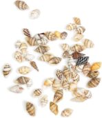 ⁦علبة صدف البحر حلزوني للحرف اليدوية وديكور المنزل واشغال الاطفال بطابع البحر WFHM77⁩ - الصورة ⁦3⁩