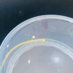 ⁦سطل بلاستيك 2.5 كيلو محكم الأغلاق لحفظ المنتجات ، الموالح والكعك و الحلويات أمن لحفظ الغذاء⁩ - الصورة ⁦6⁩