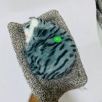 ⁦لعبة قطة نائمة نسخه حقيقية على مخدة، صوت مياااو بالضغط⁩ - الصورة ⁦3⁩