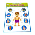 ⁦وسيلة تعليمية جسم الانسان - عربي وانجليزي - أعضاء الجسم الداخلية مقاس 42×56 سم⁩ - الصورة ⁦3⁩