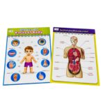 وسيلة تعليمية جسم الانسان - عربي وانجليزي - أعضاء الجسم الداخلية مقاس 42×56 سم