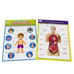 وسيلة تعليمية جسم الانسان - عربي وانجليزي - أعضاء الجسم الداخلية مقاس 42×56 سم